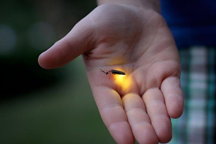 Glowing Firefly Tour With Dinner (SIC)