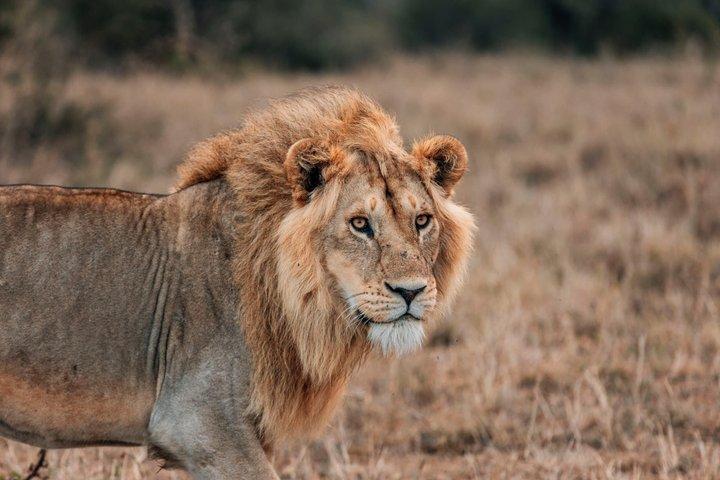 4 Days, 3 Nights Group budget Safari, Lake Manyara, Serengeti, Ngorongoro