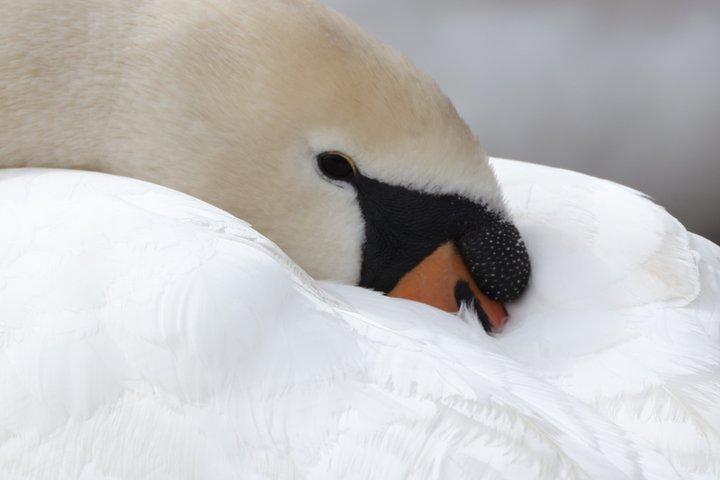 Discovering the birds of Lake Geneva