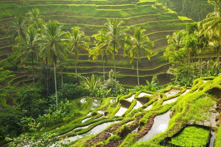 Ubud Monkey Forest, Rice Terrace, Water Temple, Waterfall & Swing