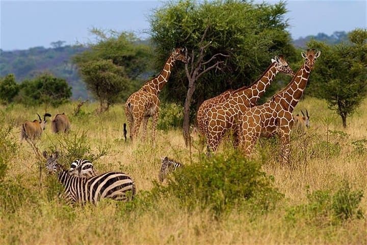 2 Day Must Amboseli Road Package