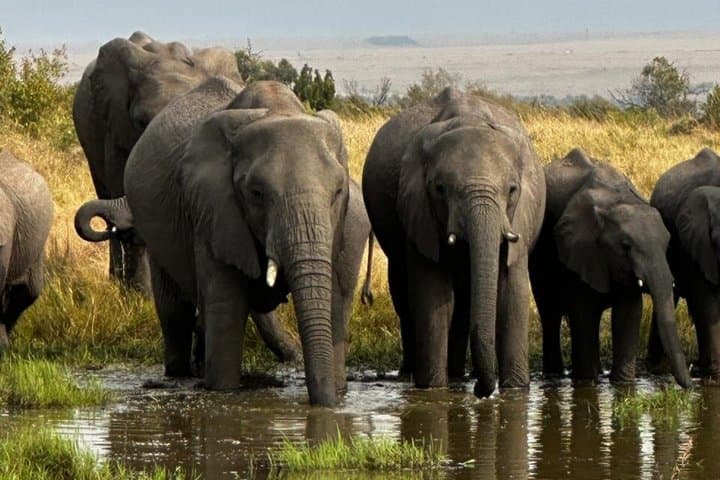 2 Day Must Amboseli Road Package