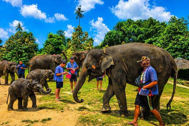 Elephant Care Experience In Koh Samui