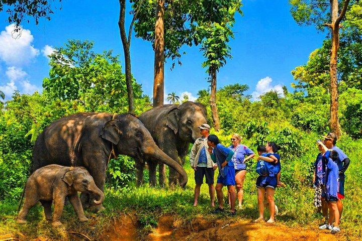 Elephant Care Experience In Koh Samui