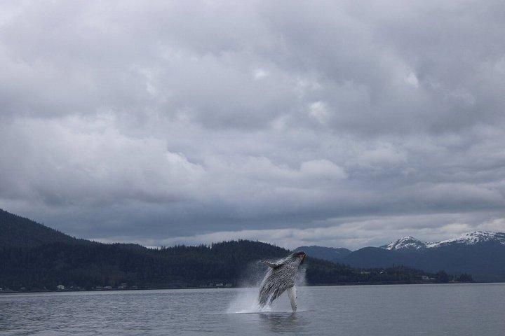 Wildlife Viewing, Sightseeing and Whale Watching Quest