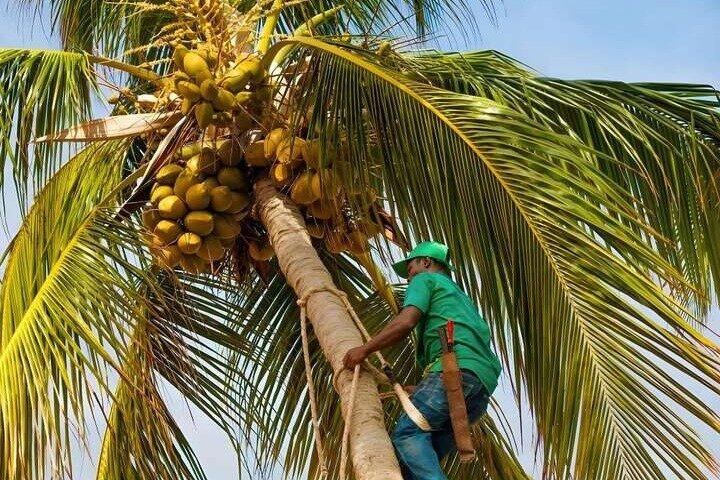 Zanzibar Spice Farm Private Tour with Pick Up