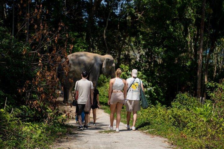 Guide Tour to Patong Hilltribe Ethical Elephant Village