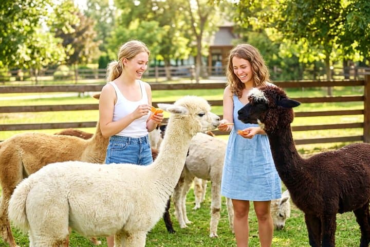 Nami Island & Alpaca Garden Cafe