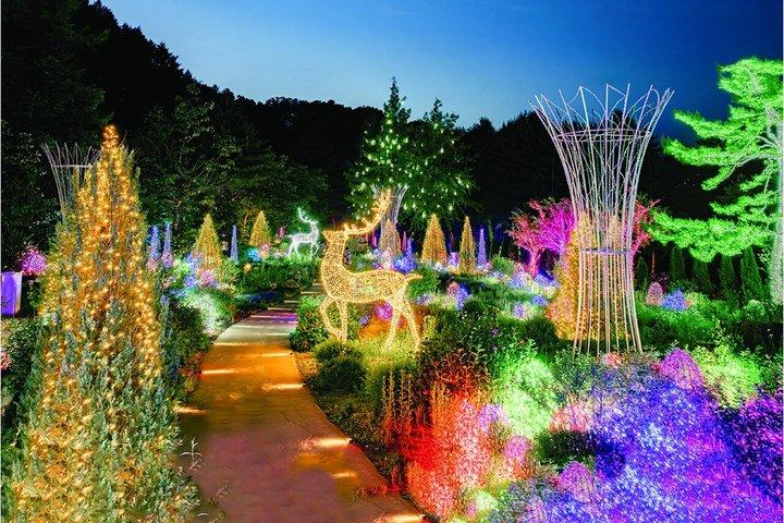 Nami Island, Railbike, Alpaca Garden, Summer Light Festival