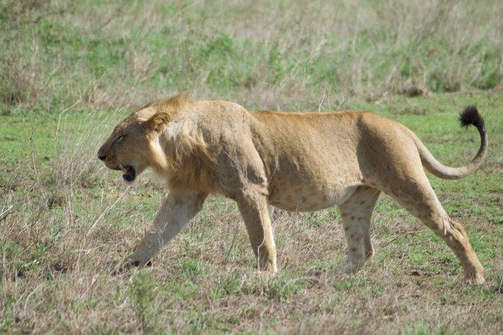Nairobi National Park and Giraffe Center Day Excursion