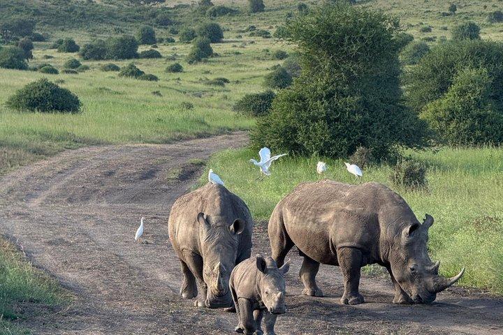 Nairobi National Park and Giraffe Center Day Excursion