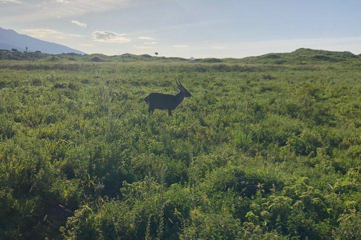 Private Guided Day Trip to Arusha National Park with Lunch
