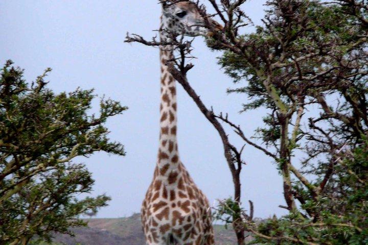 Private Guided Day Trip to Arusha National Park with Lunch