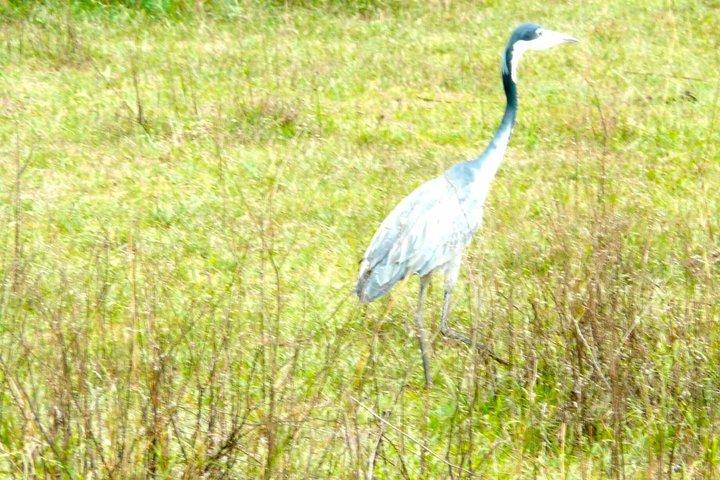 Private Guided Day Trip to Arusha National Park with Lunch