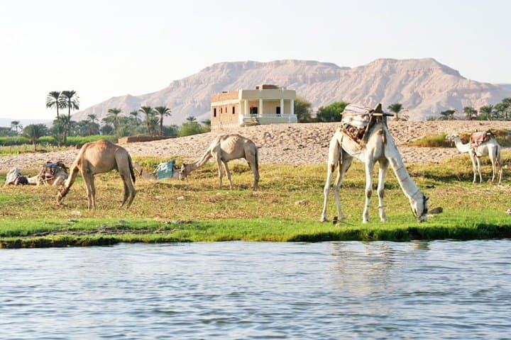 Camel Ride at the West Bank