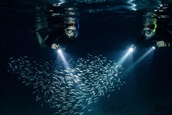 Night Snorkeling at Blue Heron Bridge – Guided Group Experience