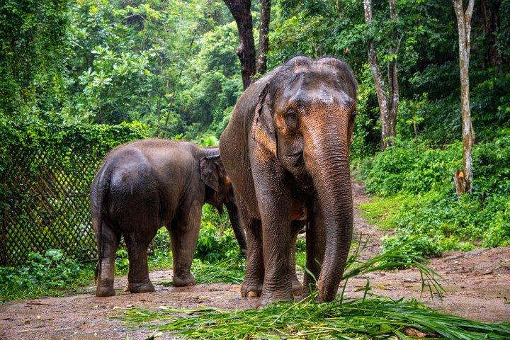 Phuket Elephant Nature Reserve Ethical Sanctuary