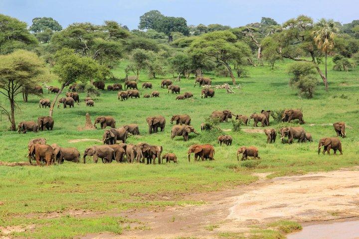 Tarangire National Park Day trip