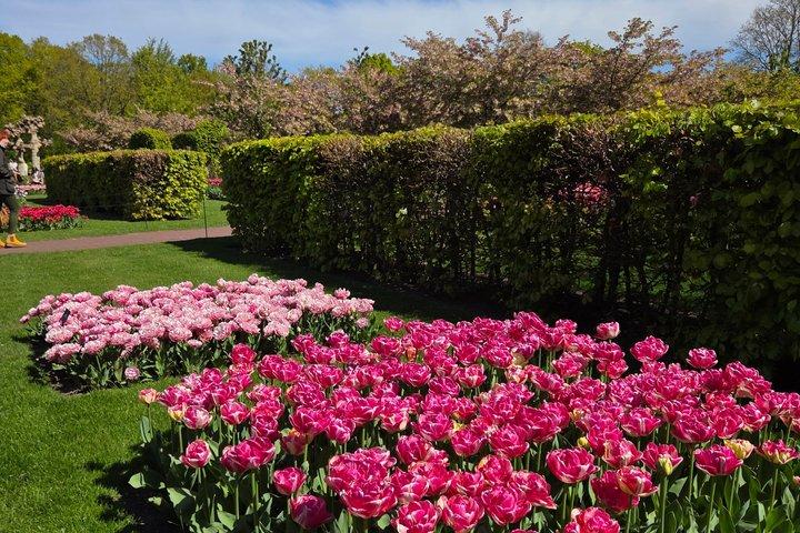 Private Transfer to Keukenhof from Amsterdam with Ticket Option
