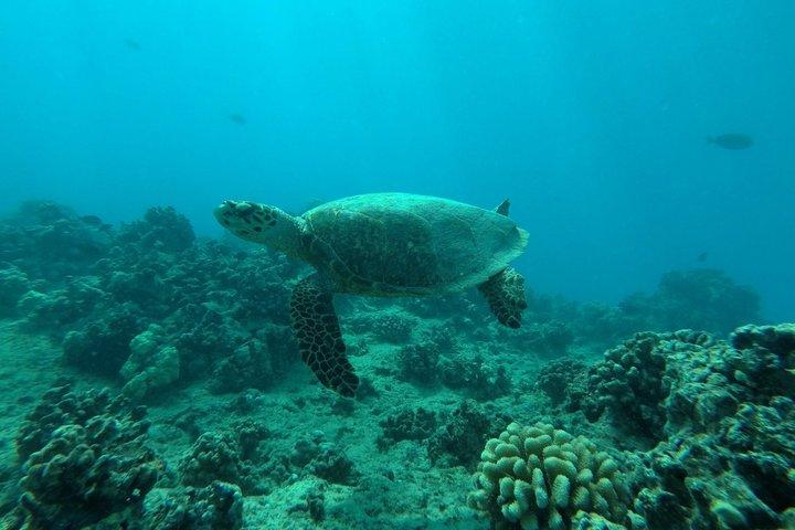 Waikiki: Turtle Canyon Morning Snorkel & Sail | Oahu