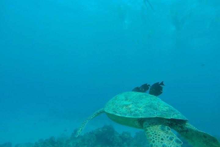Waikiki: Turtle Canyon Morning Snorkel & Sail | Oahu
