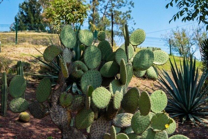 Chapultepec: Cable Car, Castle, Anthropology Museum & Hidden Gems