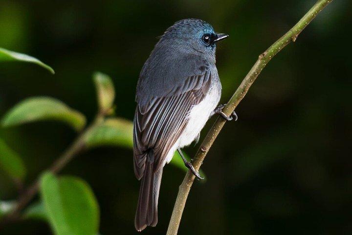 Kanneliya Rainforest Trek from Galle