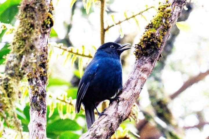 Kanneliya Rainforest Trek from Galle