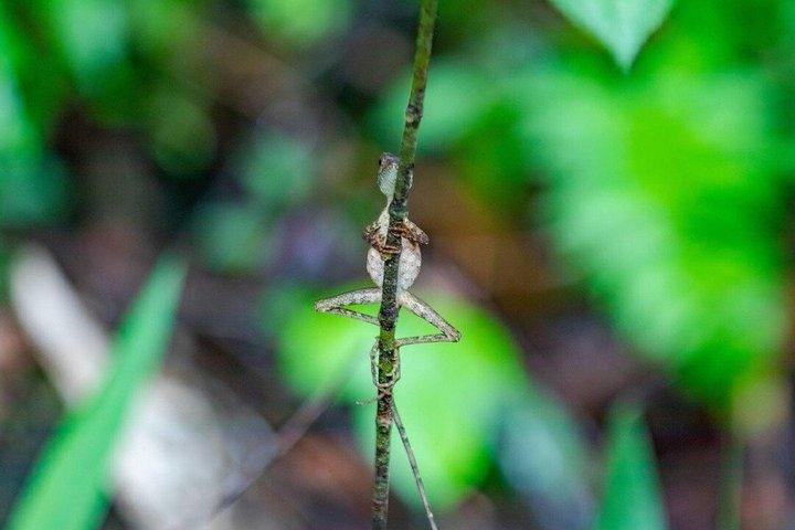 Kanneliya Rainforest Trek from Galle