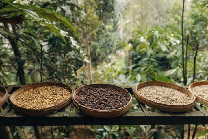San Jose Hacienda La Chimba Coffee Experience Tour