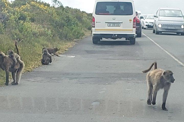 Cape Town - Wildlife Safari