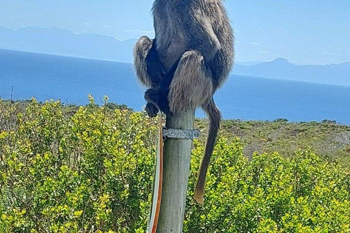 Cape Town - Wildlife Safari