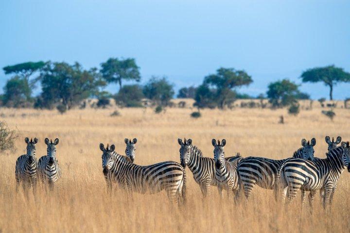 Tarangire National Park Day trip