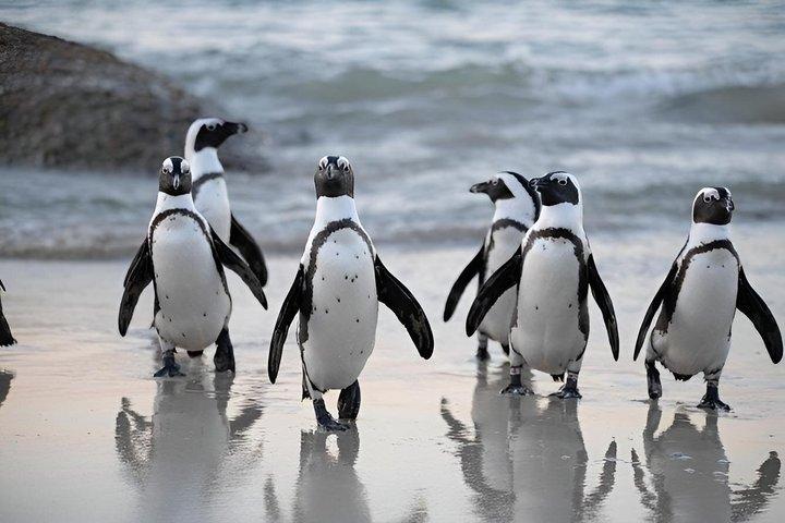 Table Mountain Cape of Good Hope and Boulders Beach Tour