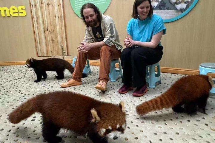 Dujiangyan Panda Base Tour with Optional Red Panda volunteer