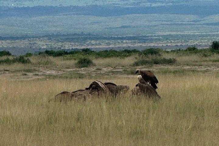 Amboseli Day Excursion