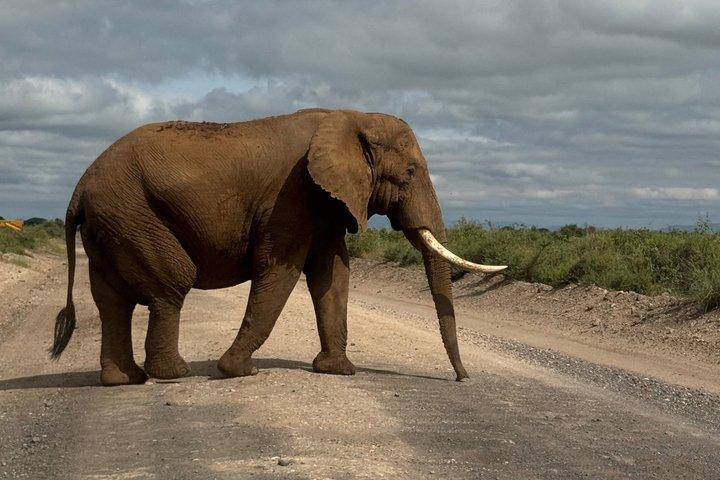 Amboseli Day Excursion