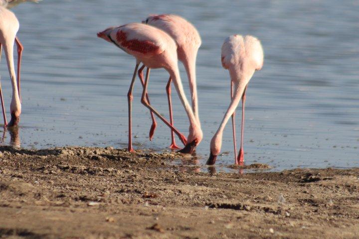 Amboseli Day Excursion