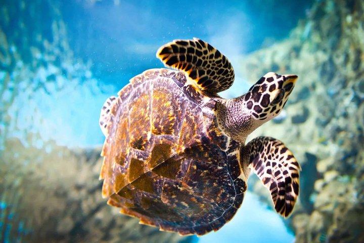 Galle Day Tour with Turtle Hatchery & River Boat Safari