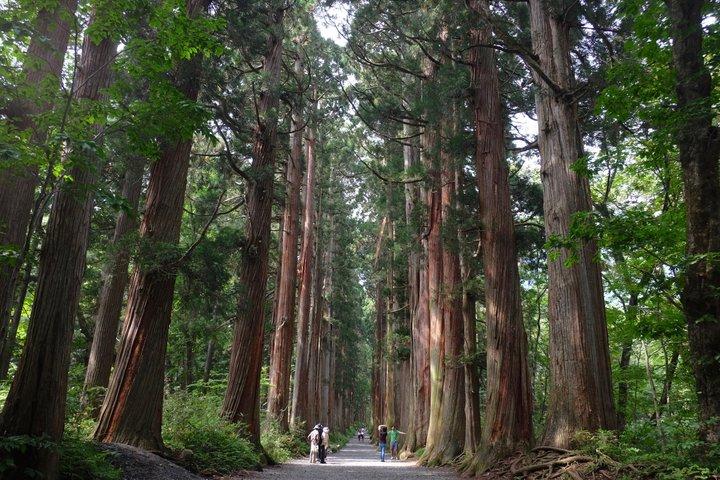 Full Day Snow Monkey Park and Togakushi Shrine Tour in Nagano