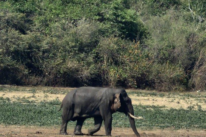 Udawalawe National Park Jeep Safari