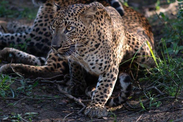 Yala National Park Jeep Safari