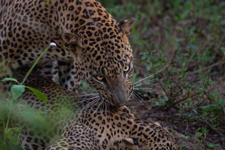 Yala National Park Jeep Safari