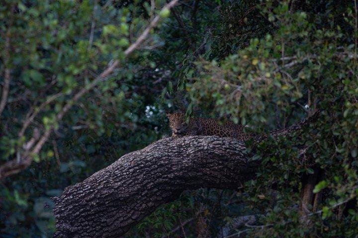 Yala National Park Jeep Safari