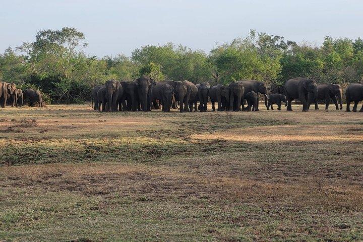 Yala National Park Jeep Safari