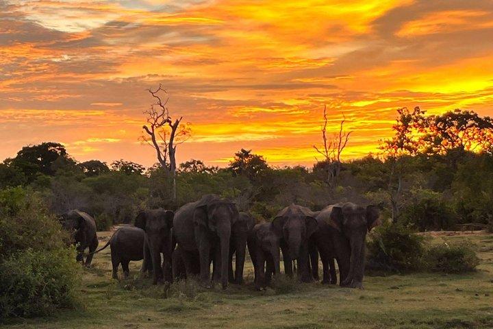 Yala National Park Jeep Safari