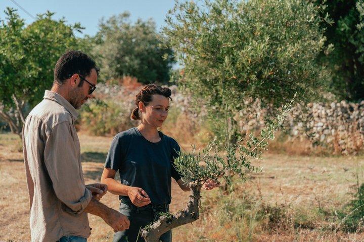 Olive Oil Tasting and Farm Tour in a Regenerative Sicilian Farm
