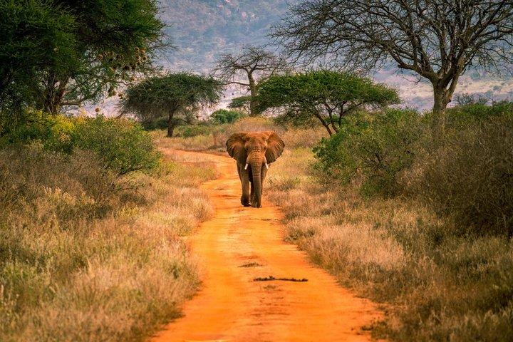 Masai Mara National Reserve Private Day Tour