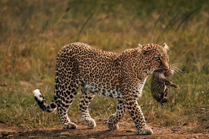 Masai Mara National Reserve Private Day Tour