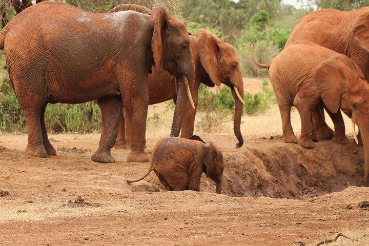 Masai Mara National Reserve Private Day Tour